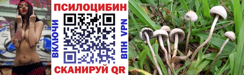 Псилоцибиновые грибы Cubensis  Пучеж 